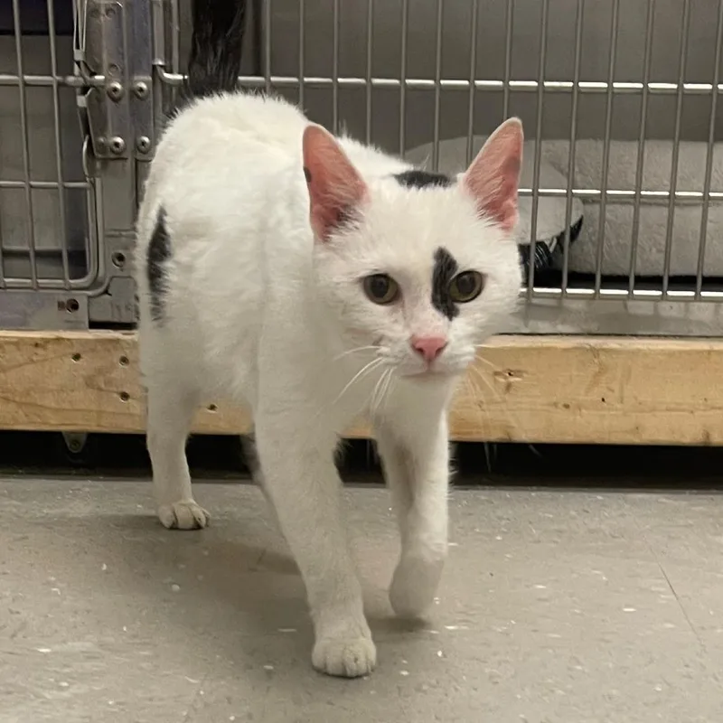 An adult large-sized male White Domestic Short Hair cat named Cannoli for adoption in Marysville, OH