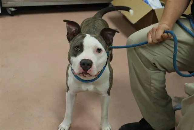 A young medium-sized male Mixed Breed dog named Justice for adoption in Columbia, SC