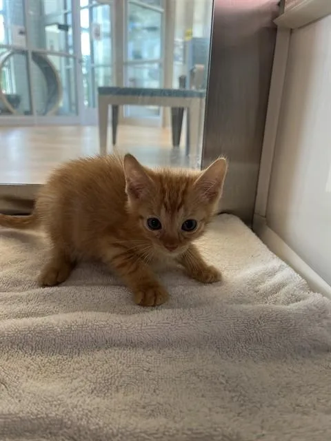 A baby small-sized male Domestic Short Hair cat named Okra for adoption in Pearland, TX