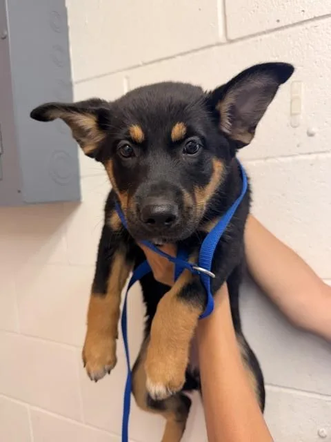 A baby small-sized female German Shepherd Dog dog named Georgina for adoption in San Bernardino, CA