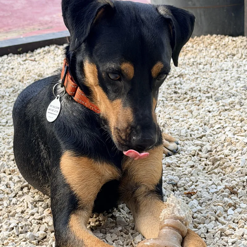 A young small-sized male Australian Cattle Dog / Blue Heeler dog named LInk for adoption in Lake Forest, IL