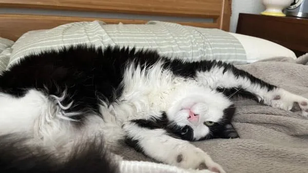 An adult medium-sized male Black Domestic Short Hair cat named Captain and Moby for adoption in Fountain Valley, CA