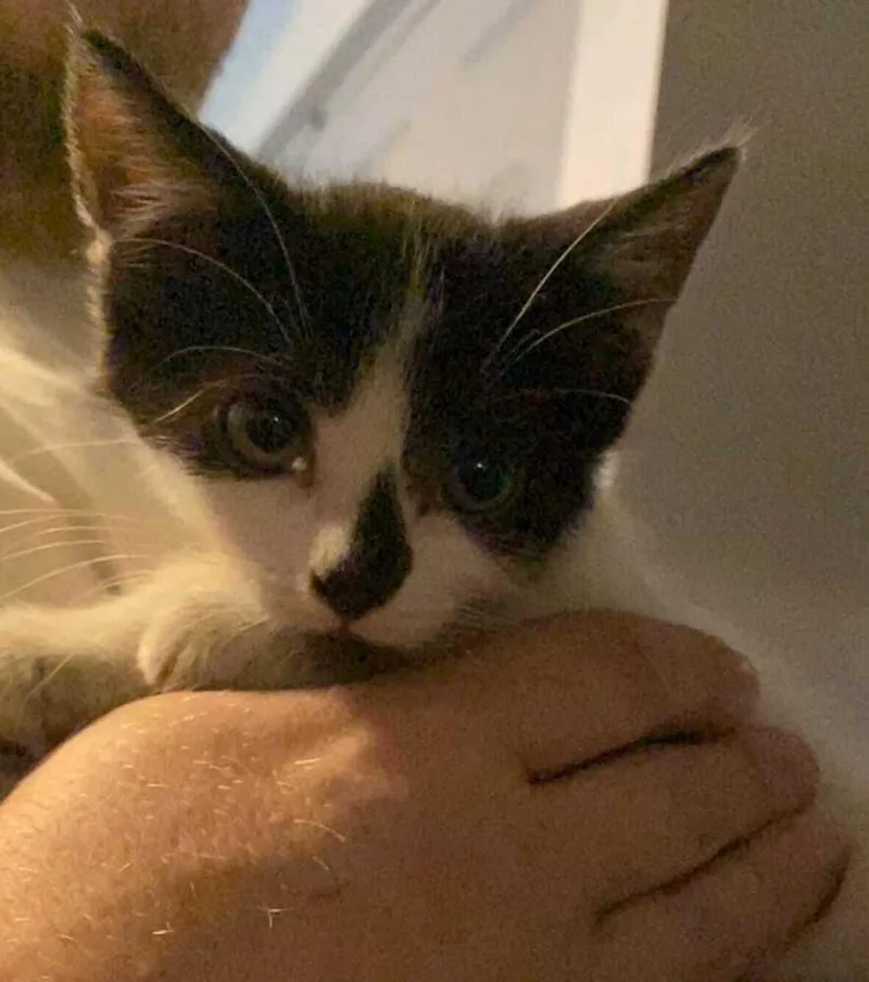 A baby small-sized female Black & White / Tuxedo Domestic Short Hair cat named Winnie for adoption in West Mifflin, PA