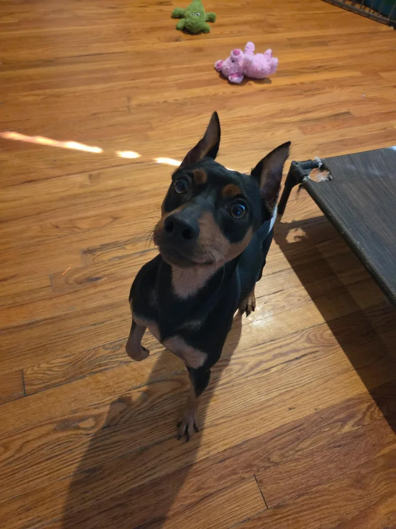 A young small-sized male Black Miniature Pinscher dog named Taz for adoption in Dyer, IN