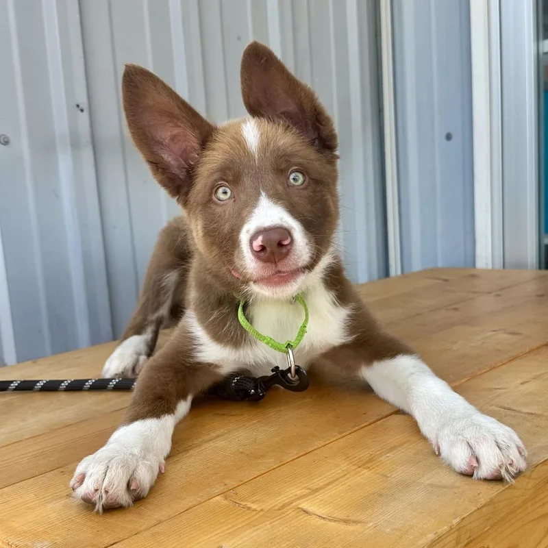 A baby medium-sized male Brown / Chocolate Border Collie dog named Heimer DI for adoption in Union, MO