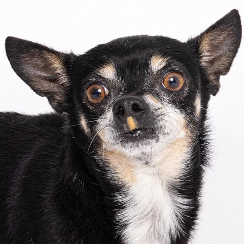 An adult small-sized male Black Chihuahua dog named King Julien for adoption in Leander, TX