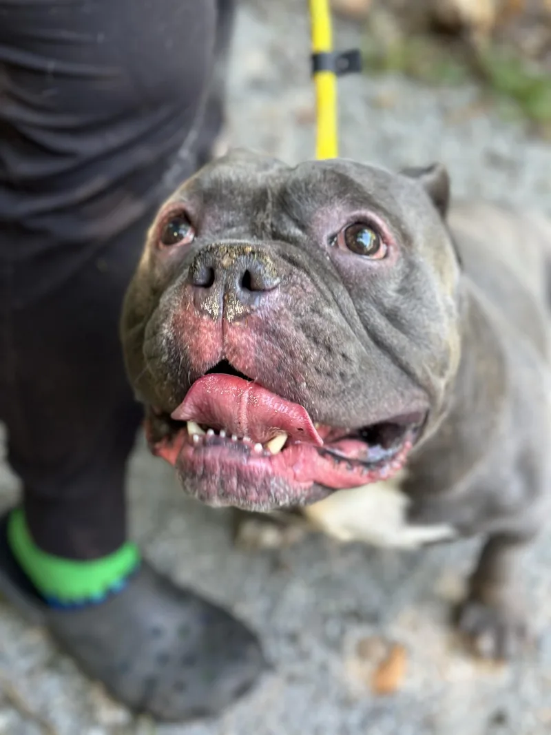 An adult medium-sized male Gray / Blue / Silver American Bully dog named Short Rib for adoption in Meherrin, VA