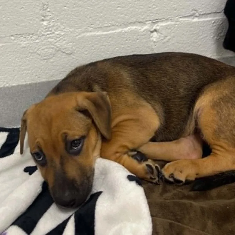 A baby small-sized female Brown / Chocolate Mixed Breed dog named Daisy for adoption in Hampton Bays, NY
