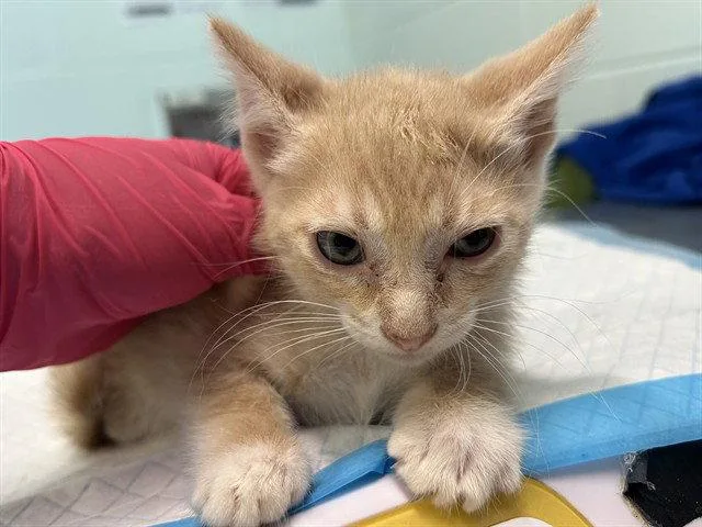 A baby small-sized male Domestic Short Hair cat named Oval Office for adoption in Tavares, FL