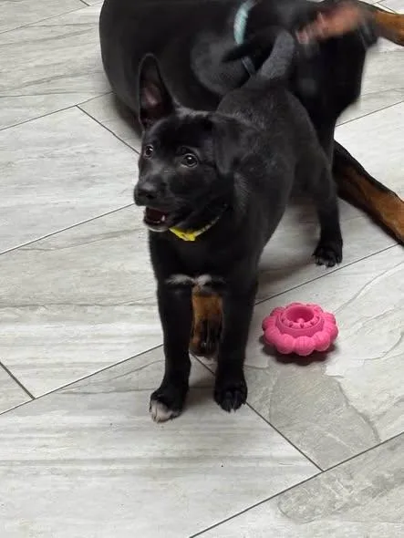 A baby medium-sized female Black Labrador Retriever dog named Daisy for adoption in Huntsville, TX