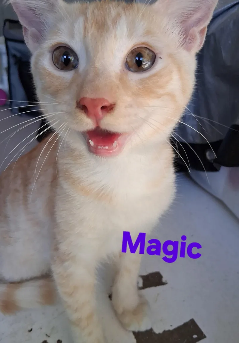A young medium-sized male Domestic Short Hair cat named Magic for adoption in Longwood, FL