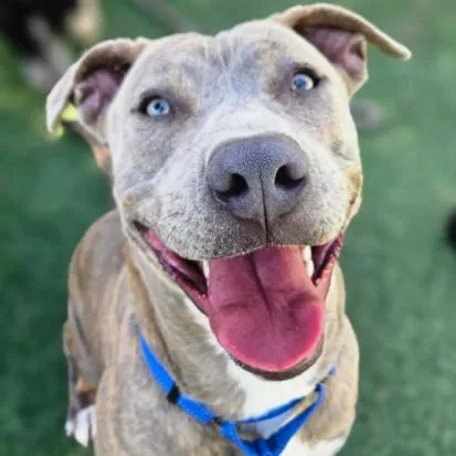 A young medium-sized female Brindle Pit Bull Terrier dog named Diamond for adoption in Fort Collins, CO