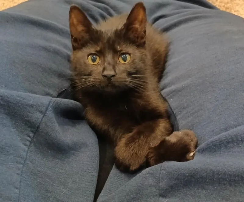Enzo
