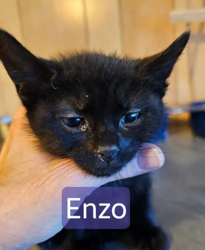 Enzo thumbnail 2