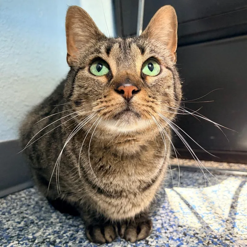 A senior large-sized male Domestic Short Hair cat named Chen for adoption in Magnolia, TX