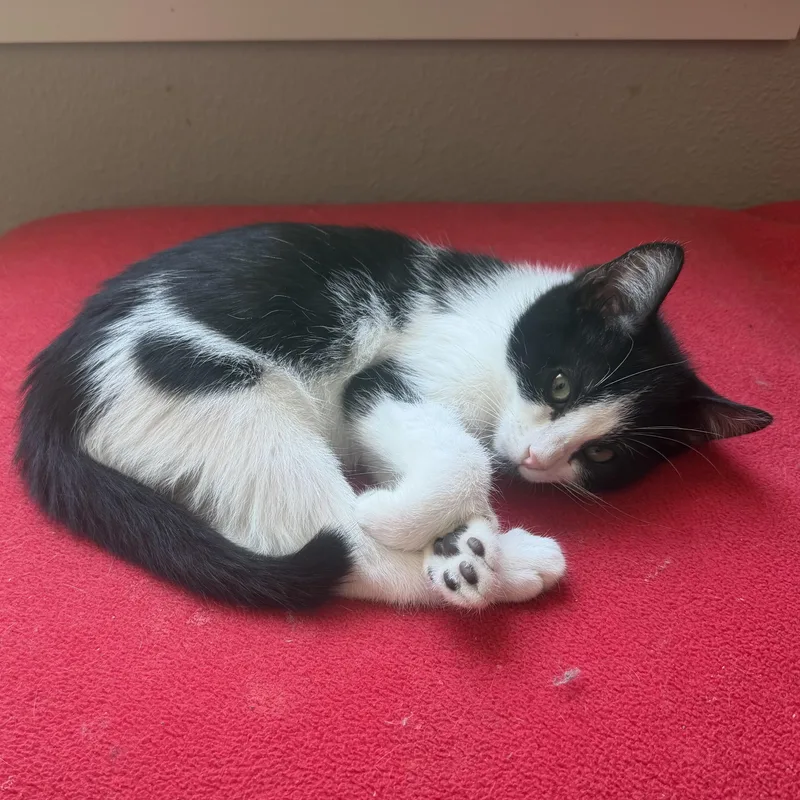 A baby small-sized male Black & White / Tuxedo Domestic Short Hair cat named Expo for adoption in Bentonville, AR