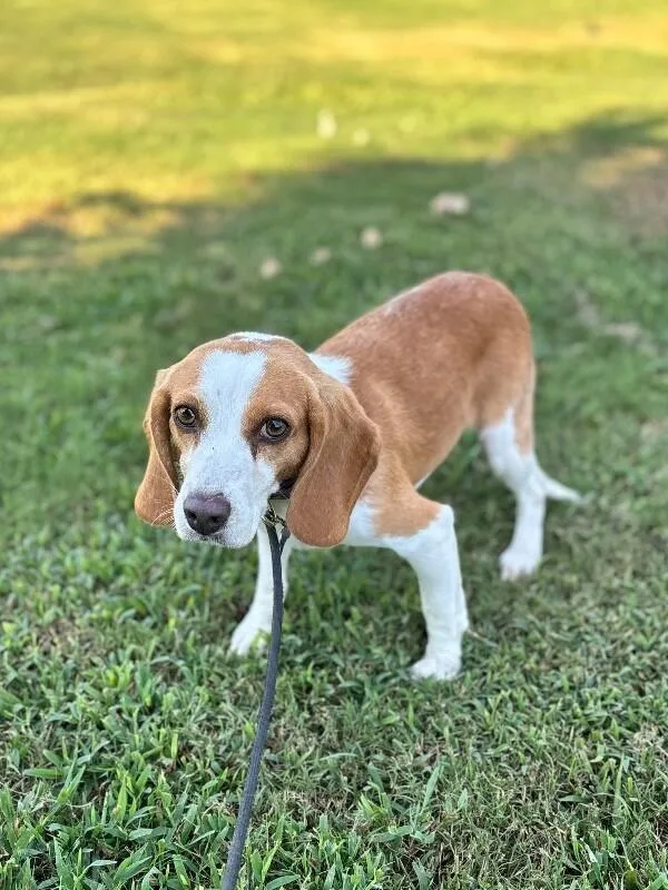 A senior small-sized male Tricolor (Brown, Black, & White) Beagle dog named Jacob for adoption in Aiken, SC