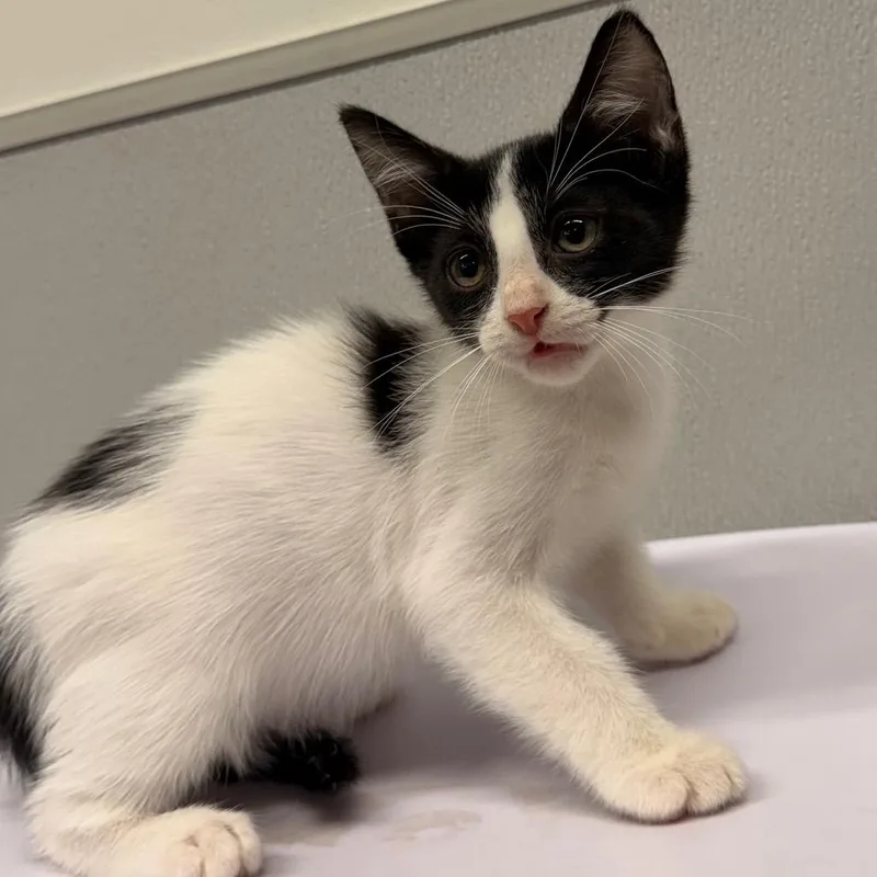 A baby small-sized female Domestic Short Hair cat named Ruby for adoption in Tampa, FL