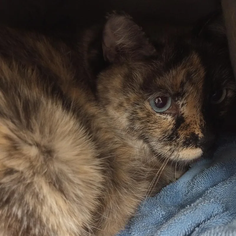 An adult large-sized female Torbie Domestic Short Hair cat named Snowcone for adoption in Bullhead City, AZ