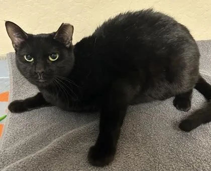 An adult small-sized female Domestic Short Hair cat named Atchy for adoption in Phoenix, AZ