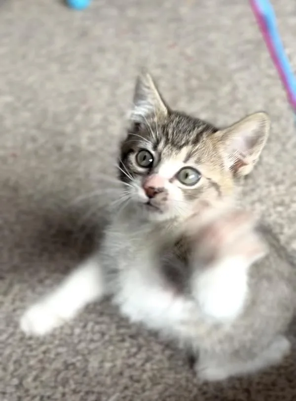 A baby small-sized male Domestic Short Hair cat named Indy for adoption in Vancouver, WA