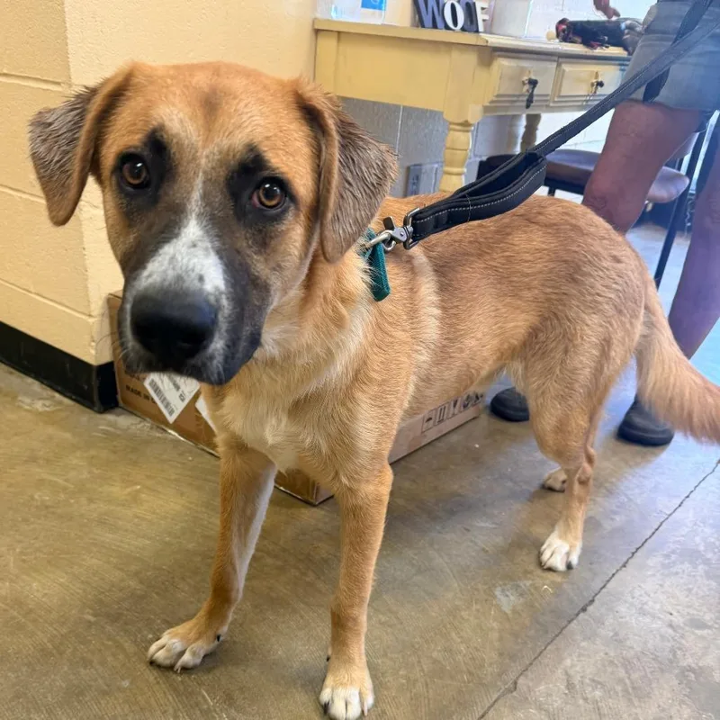 A young medium-sized male Yellow / Tan / Blond / Fawn Mixed Breed dog named Fynn for adoption in Corinth, MS