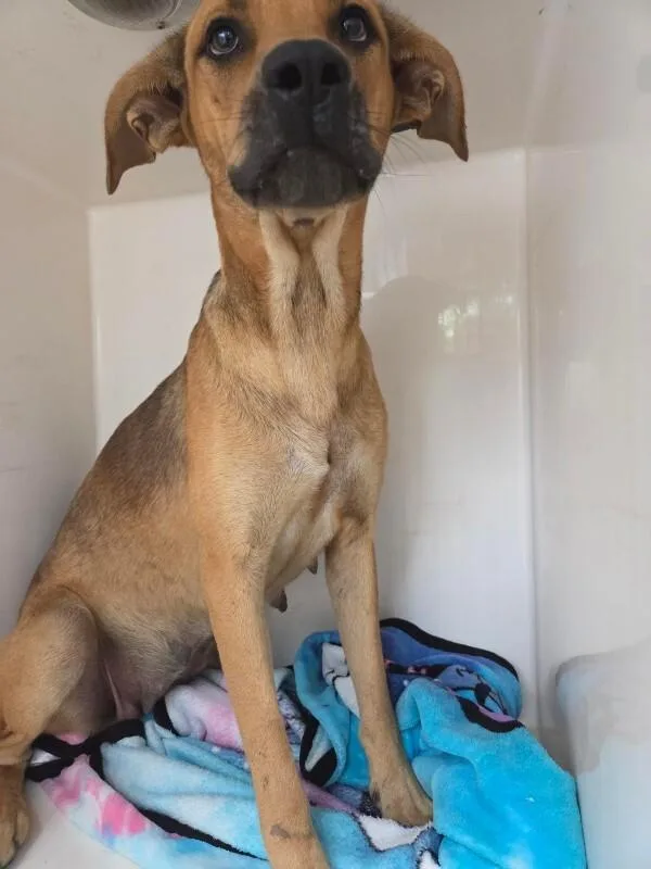 An adult medium-sized female Brown / Chocolate Mixed Breed dog named Dunkaroo for adoption in Mobile, AL