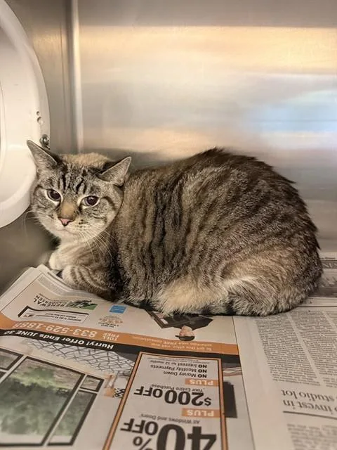 An adult large-sized female Siamese cat named Smores for adoption in Castaic, CA