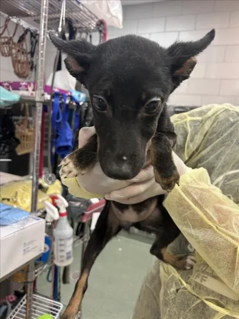 A baby small-sized female Mixed Breed dog named Winona for adoption in Santa Fe, NM
