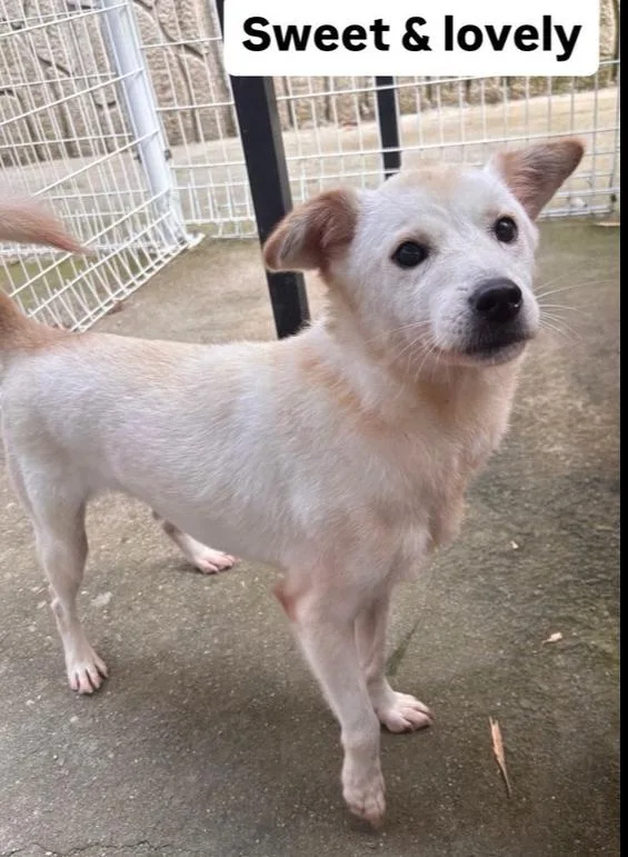 An adult medium-sized male Jindo dog named Bokshil for adoption in Long Island City, NY