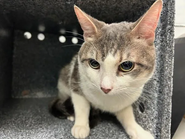 A young medium-sized male Domestic Short Hair cat named Bobby for adoption in New York, NY