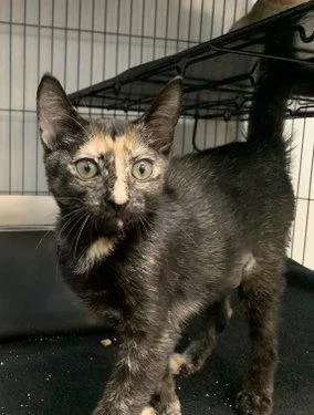 A baby medium-sized female Domestic Short Hair cat named Leia for adoption in Sanford, FL