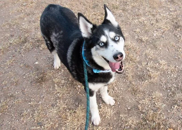 An adult medium-sized female Siberian Husky dog named Delilah for adoption in Colorado Springs, CO
