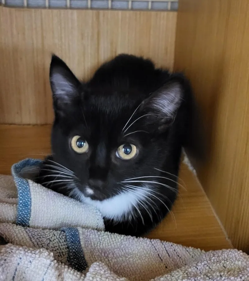 A baby small-sized male Black & White / Tuxedo Domestic Short Hair cat named Lychee for adoption in Broomfield, CO