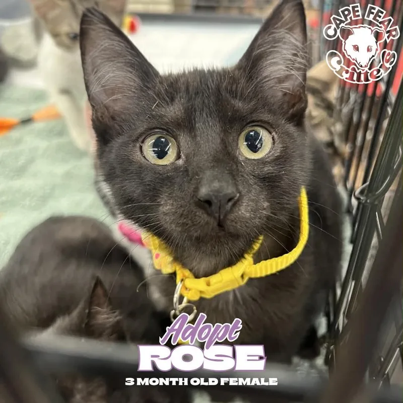 A baby small-sized female Black Domestic Short Hair cat named Rose for adoption in Wilmington, NC