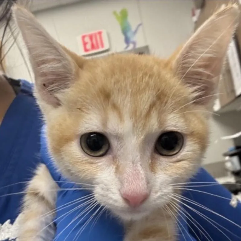 A baby small-sized female Orange / Red Domestic Short Hair cat named FWT Alice for adoption in Midland, TX