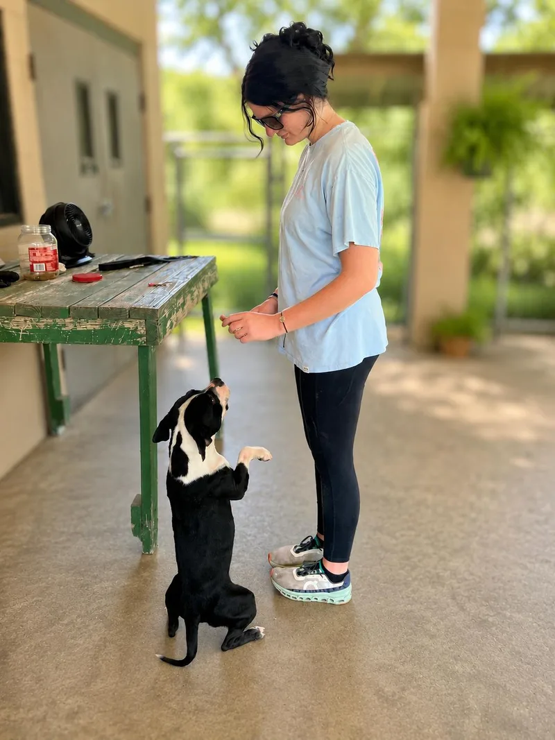 An adult medium-sized female Boston Terrier dog named Louise for adoption in Darien, GA