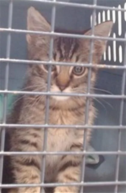 A baby small-sized male Domestic Short Hair cat named Grumpy for adoption in Oklahoma City, OK
