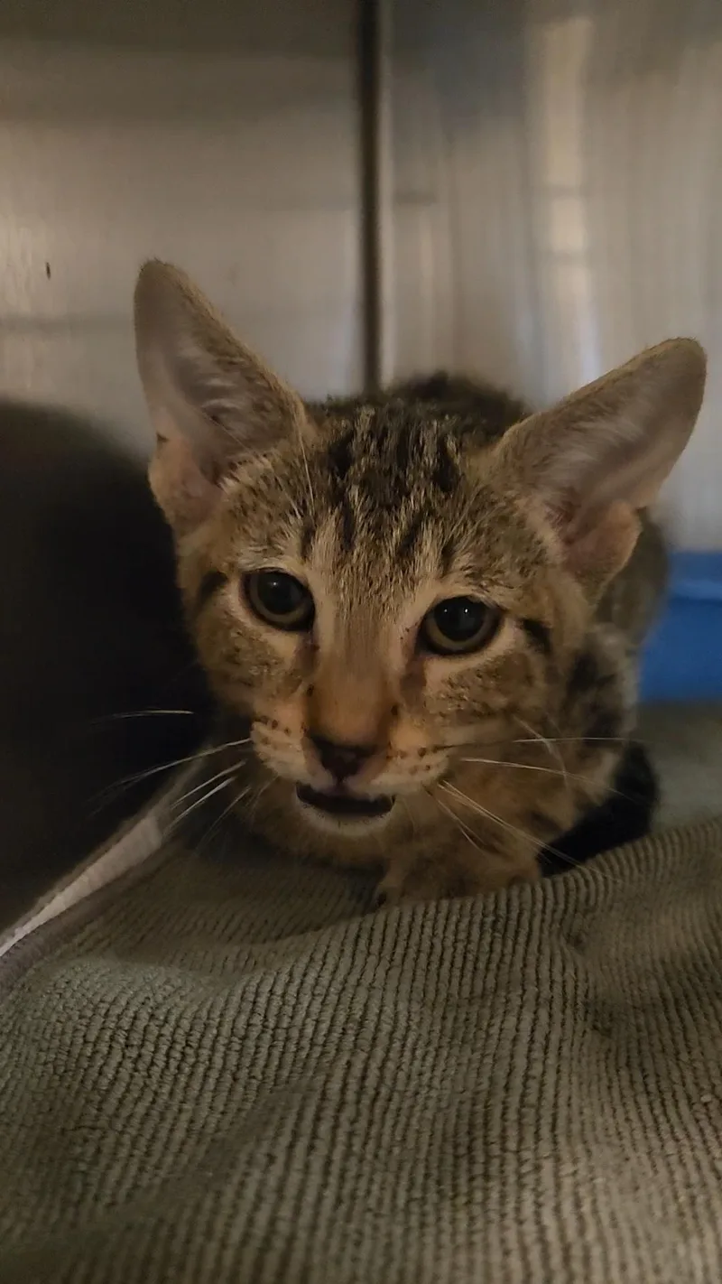 A baby medium-sized male Tabby (Brown / Chocolate) Domestic Short Hair cat named Tabasco for adoption in Charleston, SC