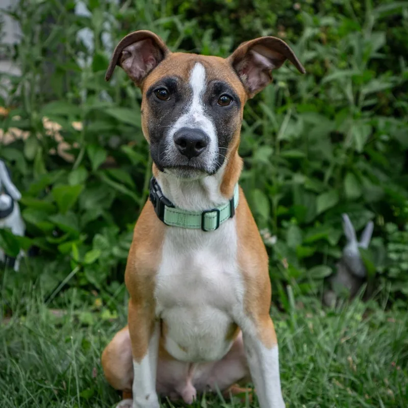A young medium-sized male Brown / Chocolate Pit Bull Terrier dog named Wobble for adoption in East Saint Louis, IL