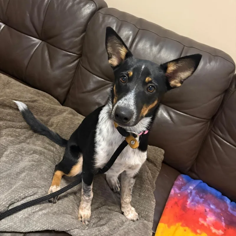A baby medium-sized male Australian Kelpie dog named Rogue for adoption in Chicago, IL