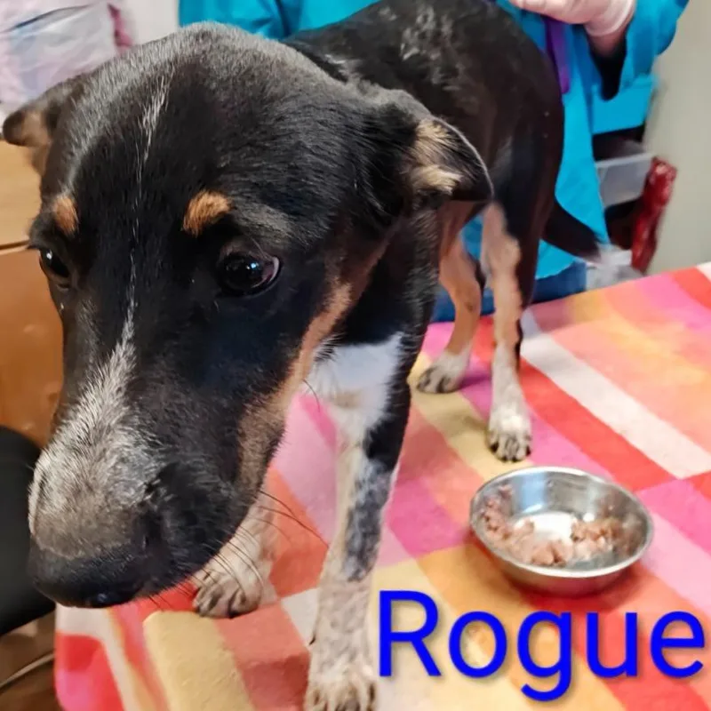 Rogue thumbnail 3