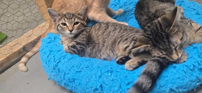 A baby small-sized female Domestic Short Hair cat named Rory for adoption in Kell, IL