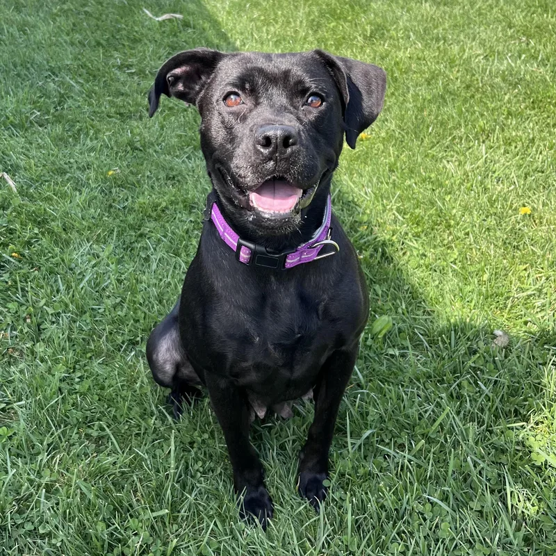 An adult medium-sized female Black Labrador Retriever dog named More Than Octomom for adoption in West Jefferson, OH