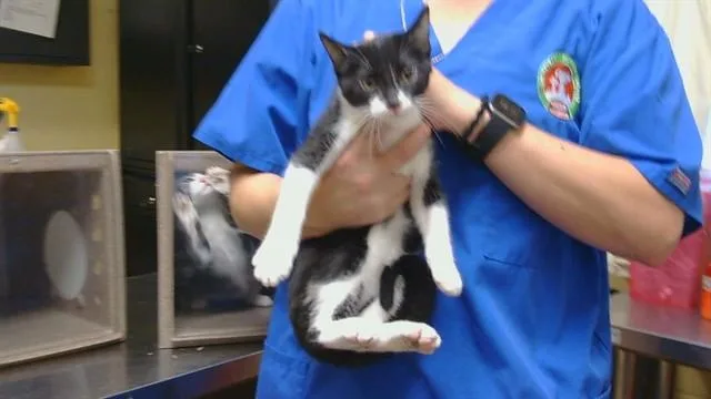 A baby medium-sized male Domestic Short Hair cat named Sterling for adoption in Cookeville, TN