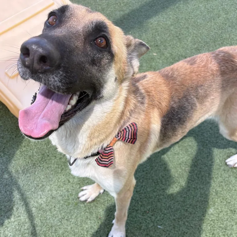 An adult medium-sized female Yellow / Tan / Blond / Fawn German Shepherd Dog dog named Phoenix for adoption in Phoenix, AZ
