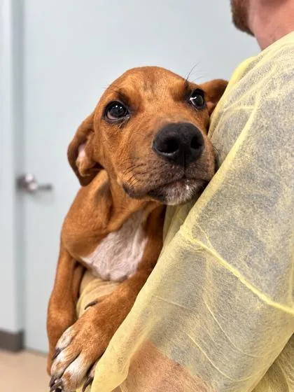A young medium-sized male Mixed Breed dog named Christian for adoption in Gulfport, MS