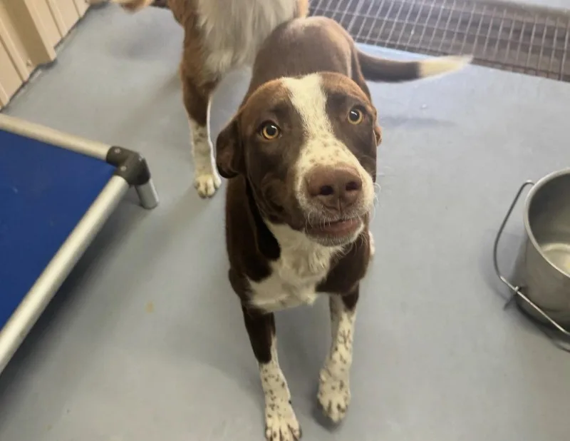 A young large-sized male Australian Shepherd dog named Mars for adoption in Grafton, WI