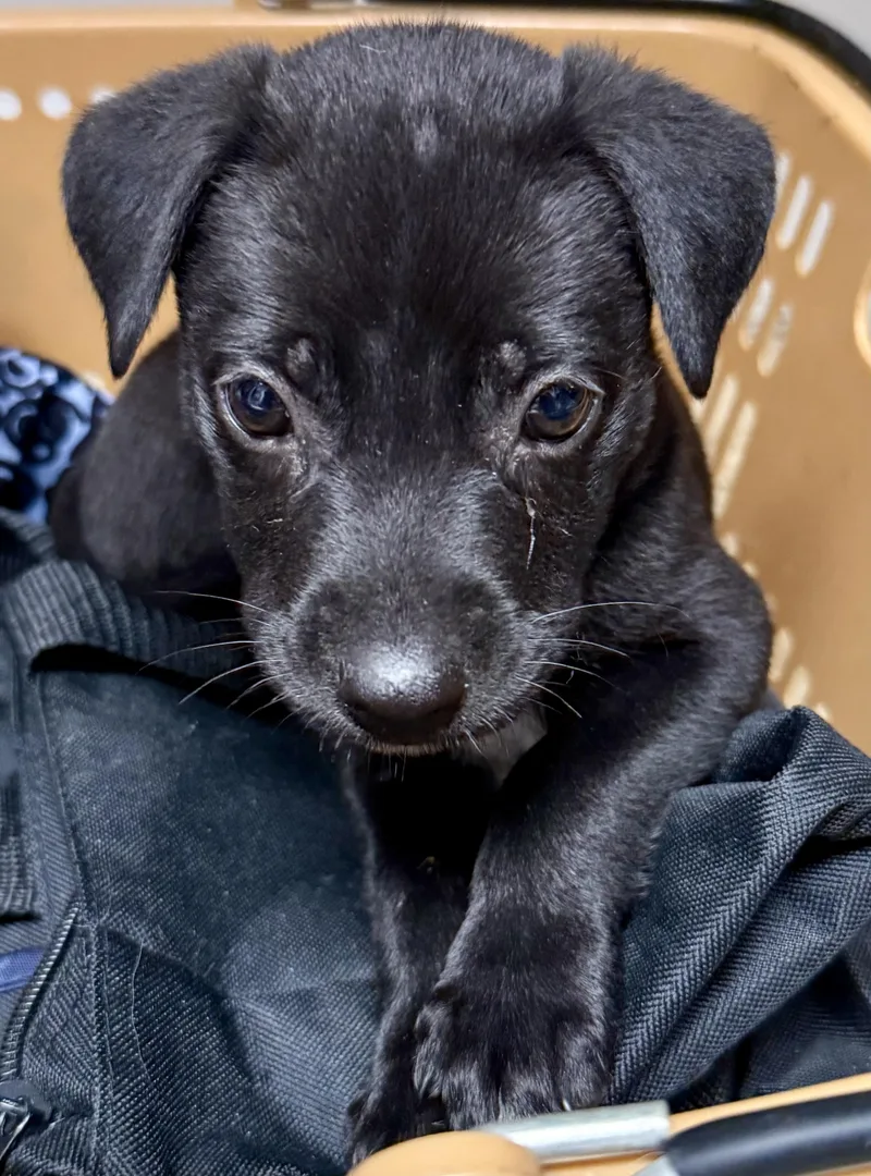 Black Labrador Retriever Knight
