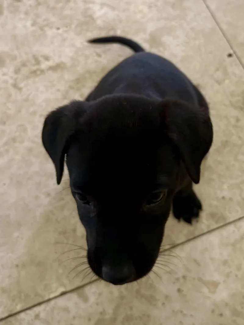 Black Labrador Retriever Knight thumbnail 2
